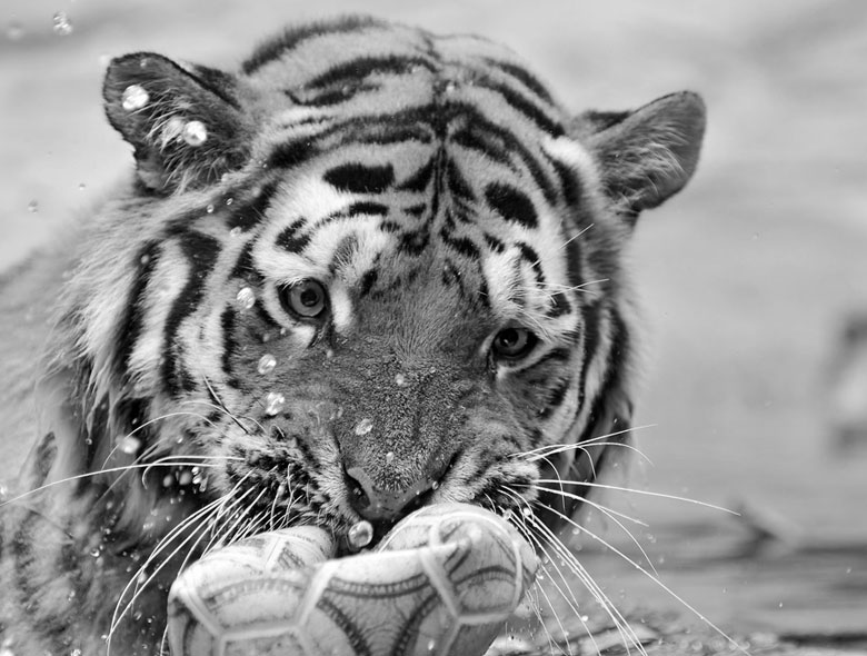 eye on the ball eye on the ball