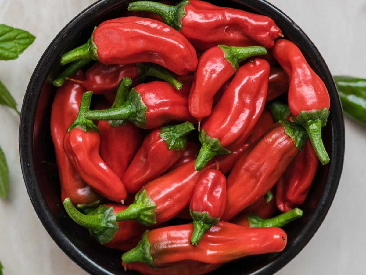 spicy logo designs