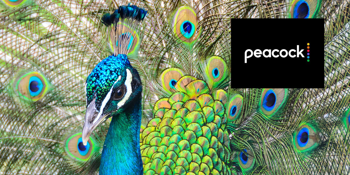 NBC Struts with Peacock